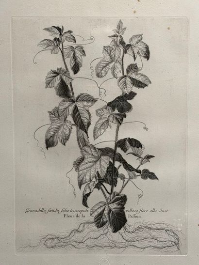 Gravure botanique. 
Chalcographie du Musée...