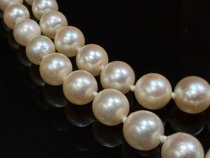 Necklace of cultured pearls, two rows, gold...