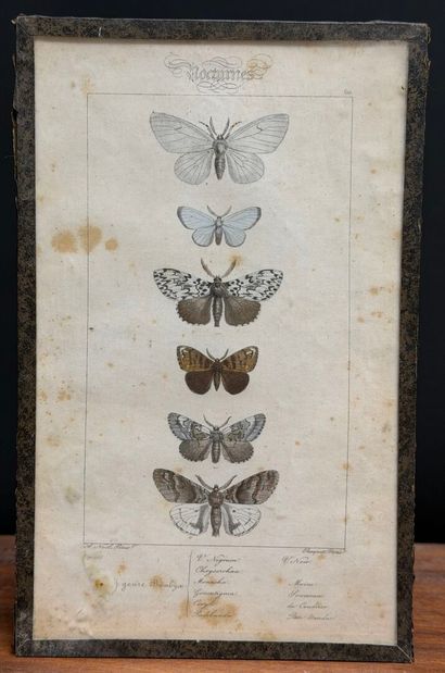 Neuf gravures couleurs de papillons. 
23...