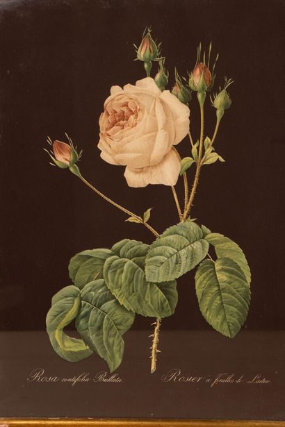Paire de gravures en couleur milieu XX°
-...