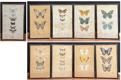 Neuf gravures couleurs de papillons. 
23...