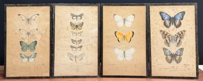 Neuf gravures couleurs de papillons. 
23...