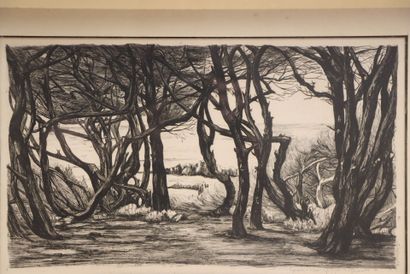 Arbres au bord de mer. 
Gravure encadrée....