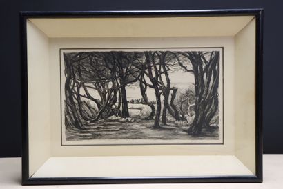 Arbres au bord de mer. 
Gravure encadrée....
