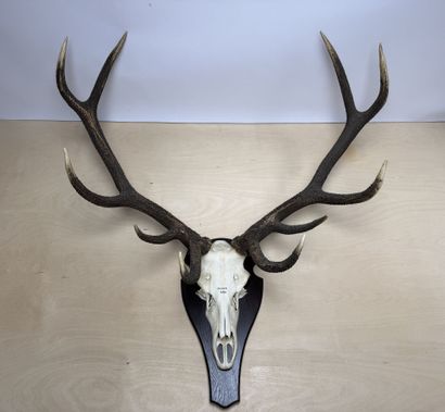 Trophée de cerf. 
100 x 105 cm.