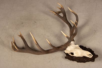 Trophée de bois de cerf. 
110 x 100 cm.
