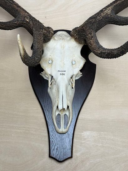 Trophée de cerf. 
100 x 105 cm.