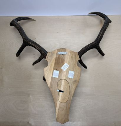 Trophée de cerf. 
100 x 105 cm.