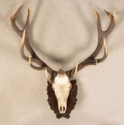 Trophée de bois de cerf. 
110 x 100 cm.