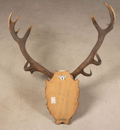 Trophée de bois de cerf. 
110 x 100 cm.