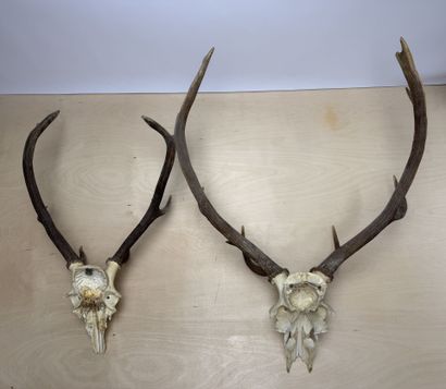 Deux trophées de cerf. 
90 x 70 cm et 75...