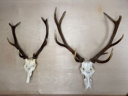 Deux trophées de cerf. 
90 x 70 cm et 75...