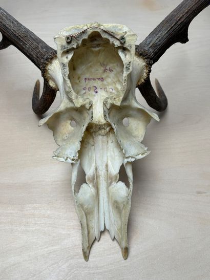 Deux trophées de cerf. 
90 x 70 cm et 75...