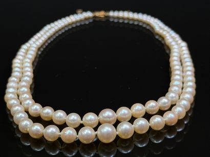 Necklace of cultured pearls, two rows, gold...