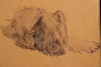 SEM (1863–1934) 
Study of the Briard bitch...