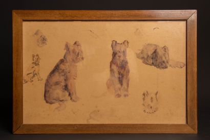 SEM (1863–1934) 
Study of the Briard bitch...