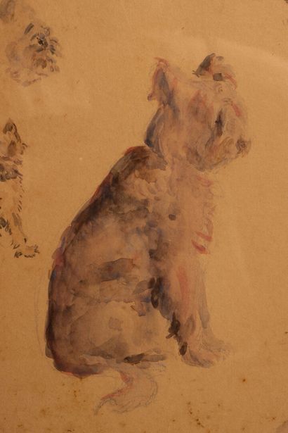 SEM (1863–1934) 
Study of the Briard bitch...