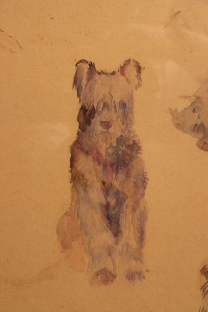 SEM (1863–1934) 
Study of the Briard bitch...