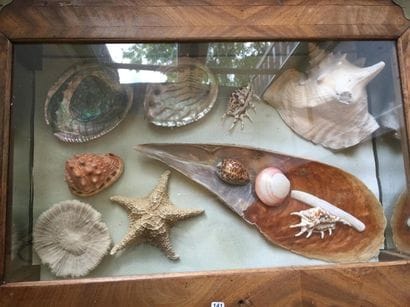 Collection de minéraux et coquillages, dont...