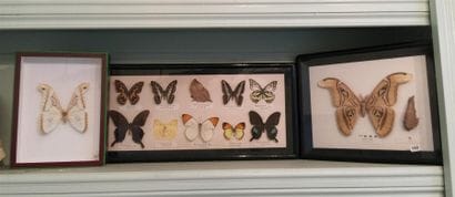 Trois boites de papillons