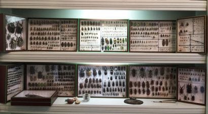 Collection d'insectes coléoptères, répartis...