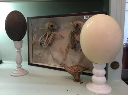 Deux oeufs montés sur socle, deux squelettes...