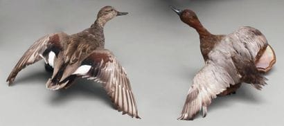 Canards: deux spécimens naturalisés en vol,...
