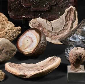 Fossilized snake in two parts.

Length: 17...