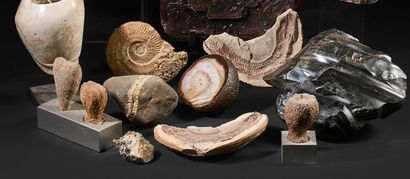 Lot of fossils and minerals including a small...