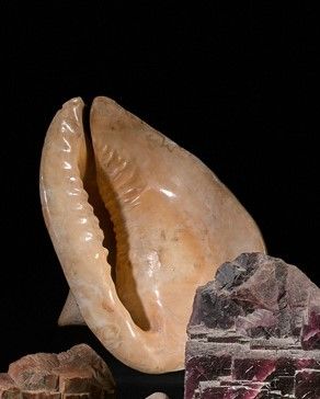 Large shell.

Height: 27 cm
