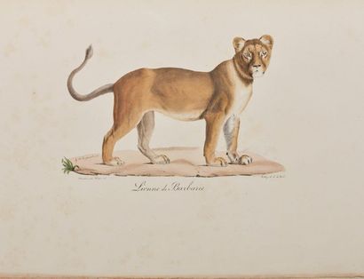 GEOFFROY SAINT-HILAIRE (Étienne) [et F. Cuvier]....