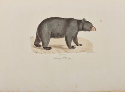 GEOFFROY SAINT-HILAIRE (Étienne) [et F. Cuvier]....