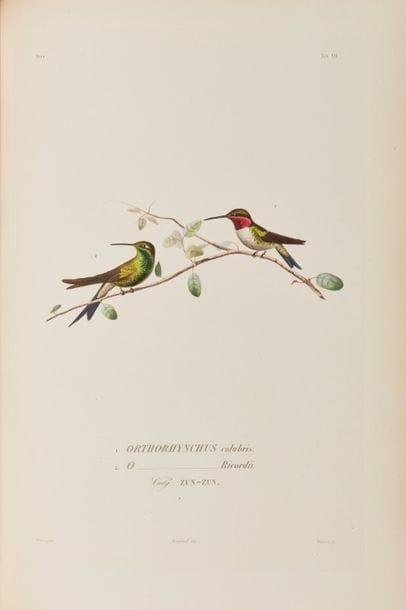 SAGRA (Ramon de la). Album d’oiseaux de Cuba....