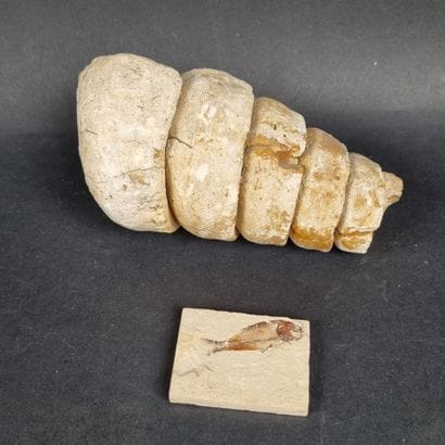 Lot comprenant : 1 fossile de poisson (4,5...