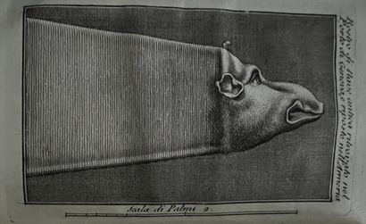 [BRUSCO (Giacomo)]. Description des beautés...
