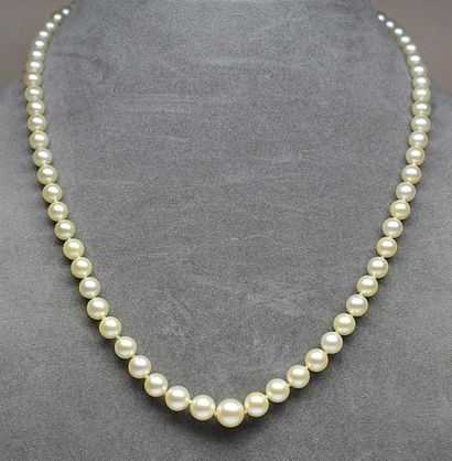 Collier de perles AKOYA en chute de 5,5 à...