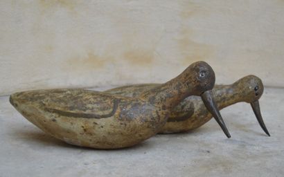 Appelant, Chevaliers aboyeurs (pattes vertes)....