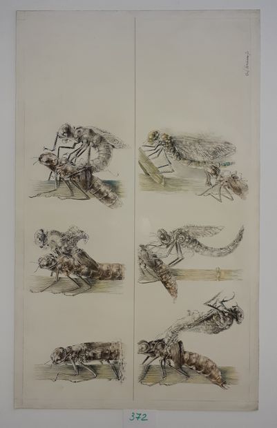 Hausman – Dessins originaux : Les Insectes...