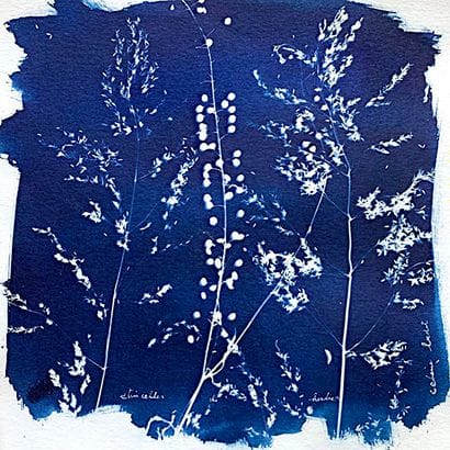 BEDAT Céline
Etincelles d'herbes / Cyanotype...
