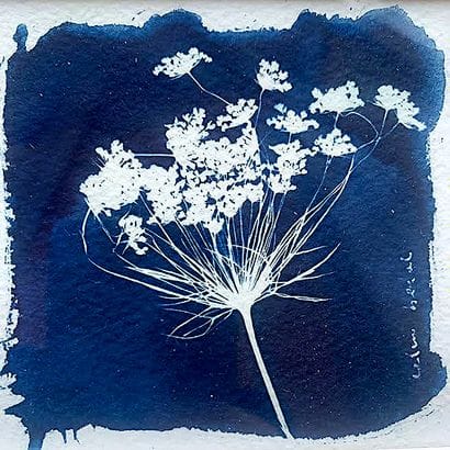 BEDAT Céline
Jolie fleur / Cyanotype on watercolor...