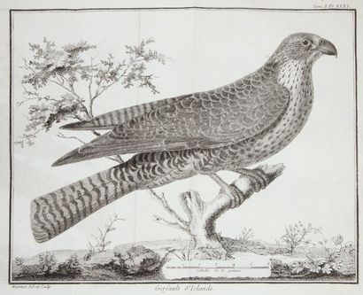 [ORNITHOLOGIE]. BRISSON (Mathurin Jacques)....