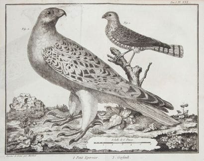 [ORNITHOLOGIE]. BRISSON (Mathurin Jacques)....