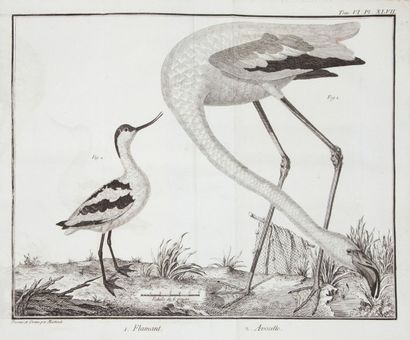 [ORNITHOLOGIE]. BRISSON (Mathurin Jacques)....