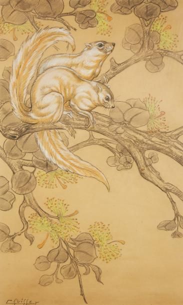 GASTON SUISSE (1896-1988)

Écureuils de Malaisie
Dessin...