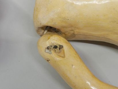 EDEN BEBE dismembered doll in attic condition...