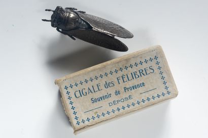 Provencal Cicada