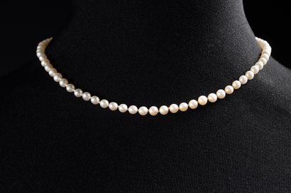 Small shocker necklace adorned with white...