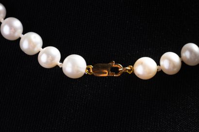 Shocker necklace with 52 white Chinese pearls,...