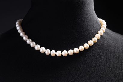 Shocker necklace with 52 white Chinese pearls,...