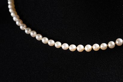 Small shocker necklace adorned with white...